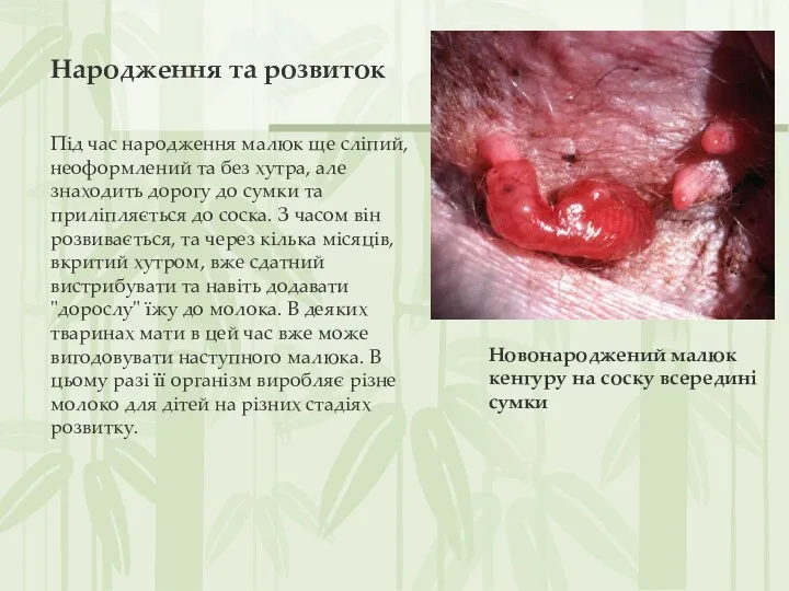 Народження та розвиток Під час народження малюк ще сліпий, неоформлений