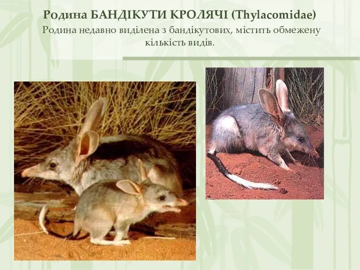 Родина БАНДІКУТИ КРОЛЯЧІ (Thylacomidae) Родина недавно виділена з бандікутових, містить обмежену кількість видів.