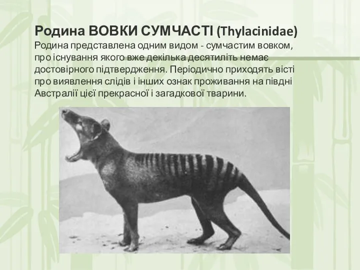 Родина ВОВКИ СУМЧАСТІ (Thylacinidae) Родина представлена одним видом - сумчастим