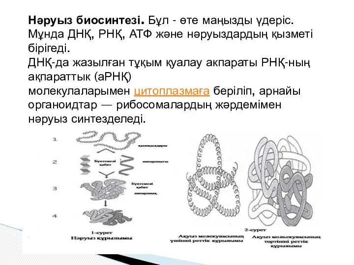 Нәруыз биосинтезі. Бұл - өте маңызды үдеріс. Мұнда ДНҚ, РНҚ,