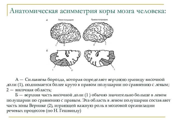 Анатомическая асимметрия коры мозга человека: А — Сильвиева борозда, которая