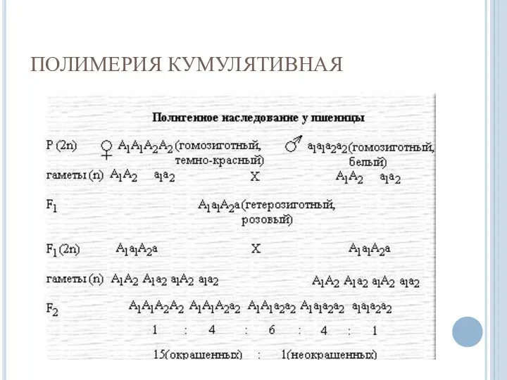 ПОЛИМЕРИЯ КУМУЛЯТИВНАЯ