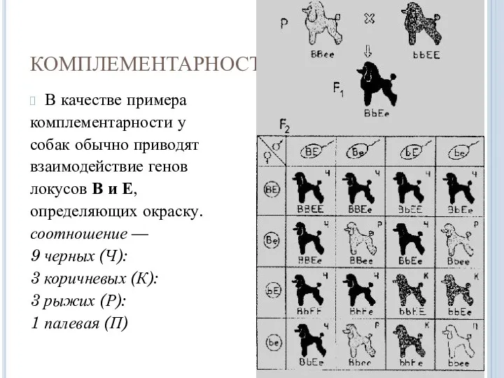 КОМПЛЕМЕНТАРНОСТЬ В качестве примера комплементарности у собак обычно приводят взаимодействие
