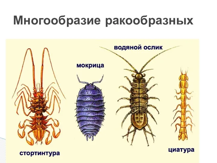 Многообразие ракообразных