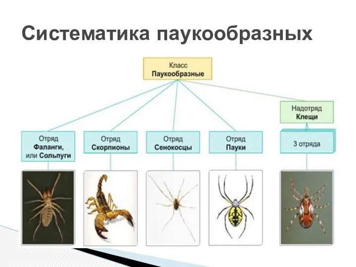 Систематика паукообразных