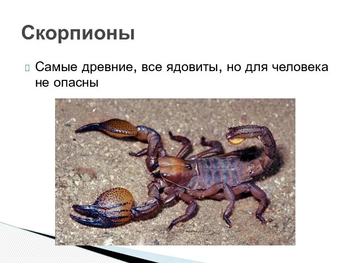 Самые древние, все ядовиты, но для человека не опасны Скорпионы