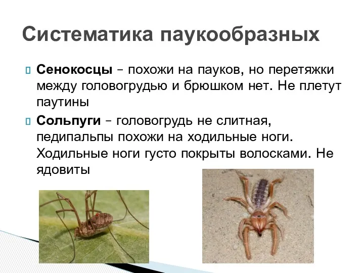 Сенокосцы – похожи на пауков, но перетяжки между головогрудью и