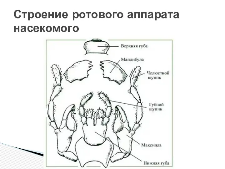 Строение ротового аппарата насекомого