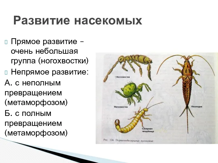 Прямое развитие – очень небольшая группа (ногохвостки) Непрямое развитие: А.