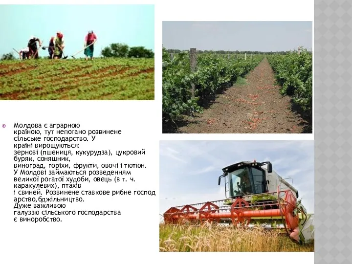 Молдова є аграрною країною, тут непогано розвинене сільське господарство. У країні вирощуються: зернові
