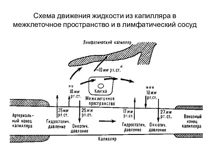 Схема движения жидкости из капилляра в межклеточное пространство и в лимфатический сосуд