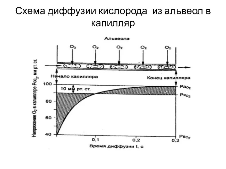 Схема диффузии кислорода из альвеол в капилляр