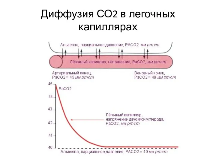 Диффузия СО2 в легочных капиллярах