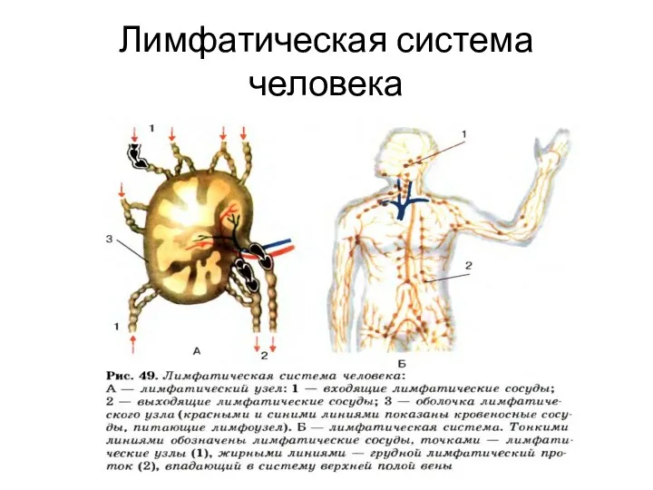 Лимфатическая система человека