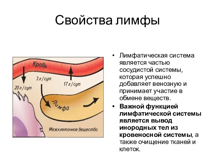 Свойства лимфы Лимфатическая система является частью сосудистой системы, которая успешно