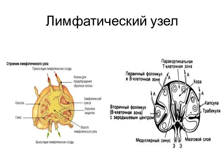 Лимфатический узел