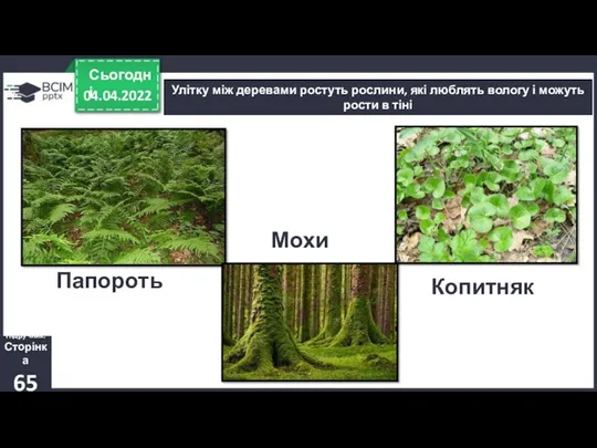 04.04.2022 Сьогодні Улітку між деревами ростуть рослини, які люблять вологу