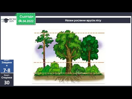 04.04.2022 Сьогодні Назви рослини ярусів лісу Зошит. Сторінка 30 Зошит. Завдання 7-8