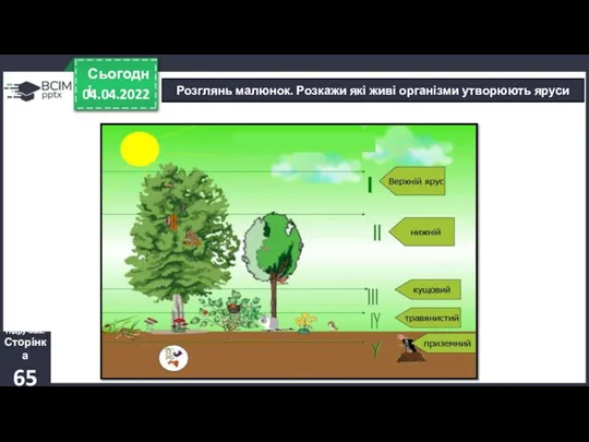 04.04.2022 Сьогодні Розглянь малюнок. Розкажи які живі організми утворюють яруси Підручник. Сторінка 65