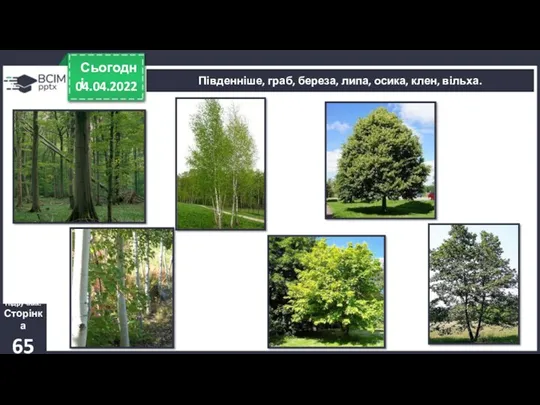 04.04.2022 Сьогодні Південніше, граб, береза, липа, осика, клен, вільха. Підручник. Сторінка 65