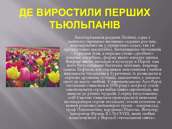 ДЕ ВИРОСТИЛИ ПЕРШИХ ТЬЮЛЬПАНІВ багаторічників родини Лілійні, одна з найпопулярніших