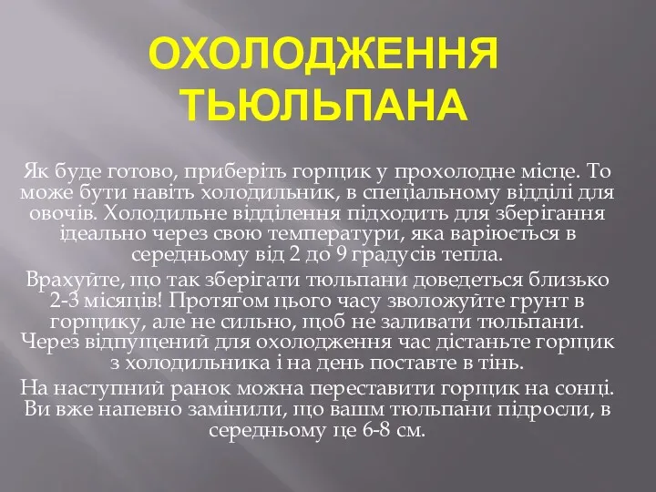 ОХОЛОДЖЕННЯ ТЬЮЛЬПАНА Як буде готово, приберіть горщик у прохолодне місце.