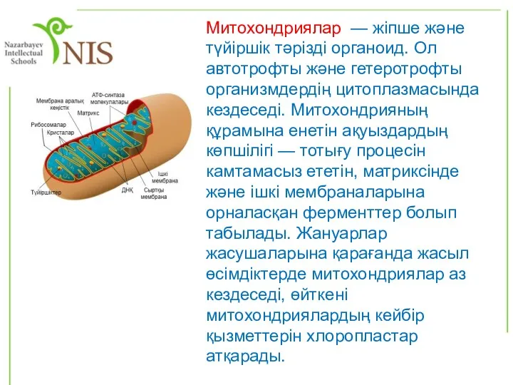 Митохондриялар — жіпше және түйіршік тәрізді органоид. Ол автотрофты және