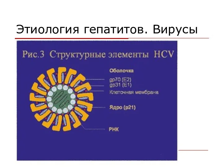 Этиология гепатитов. Вирусы