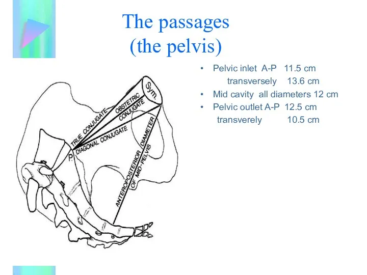The passages (the pelvis) Pelvic inlet A-P 11.5 cm transversely