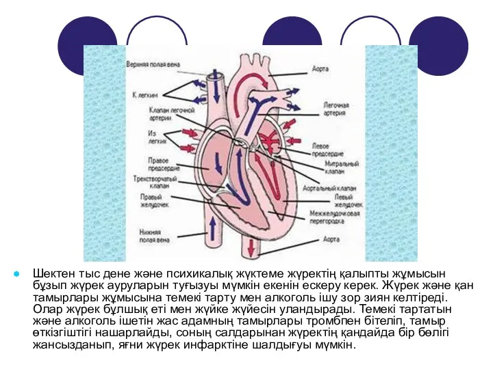 Шектен тыс дене және психикалық жүктеме жүректің қалыпты жұмысын бұзып