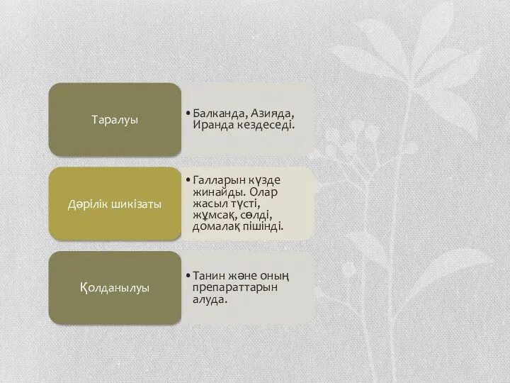 Таралуы Балканда, Азияда, Иранда кездеседі. Дәрілік шикізаты Галларын күзде жинайды. Олар жасыл түсті,