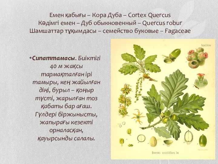 Емен қабығы – Кора Дуба – Cortex Quercus Кәдімгі емен – Дуб обыкновенный