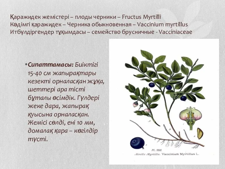 Қаражидек жемістері – плоды черники – Fructus Myrtilli Кәдімгі қаражидек