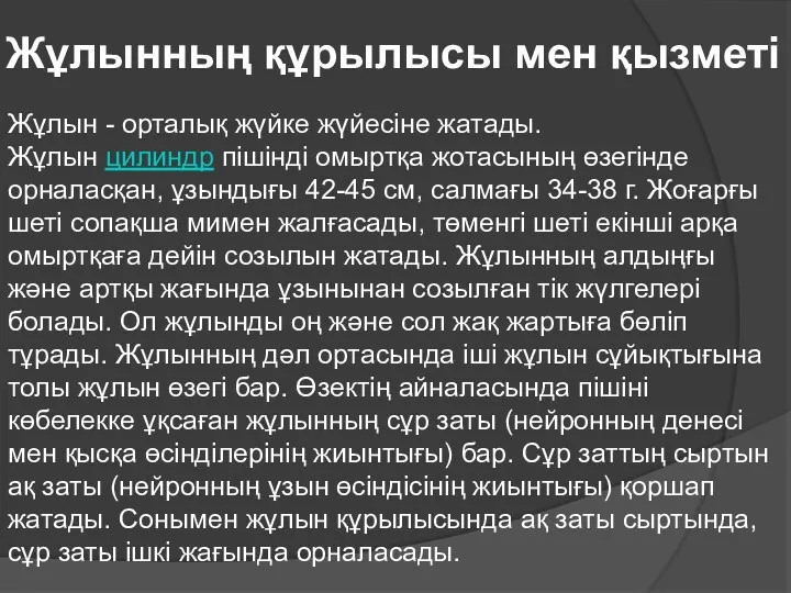 Жұлынның құрылысы мен қызметі Жұлын - орталық жүйке жүйесіне жатады.