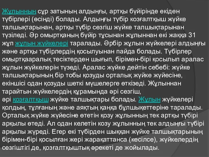 Жұлынның сұр затының алдыңғы, артқы бүйірінде екіден түбірлері (өсінді) болады.