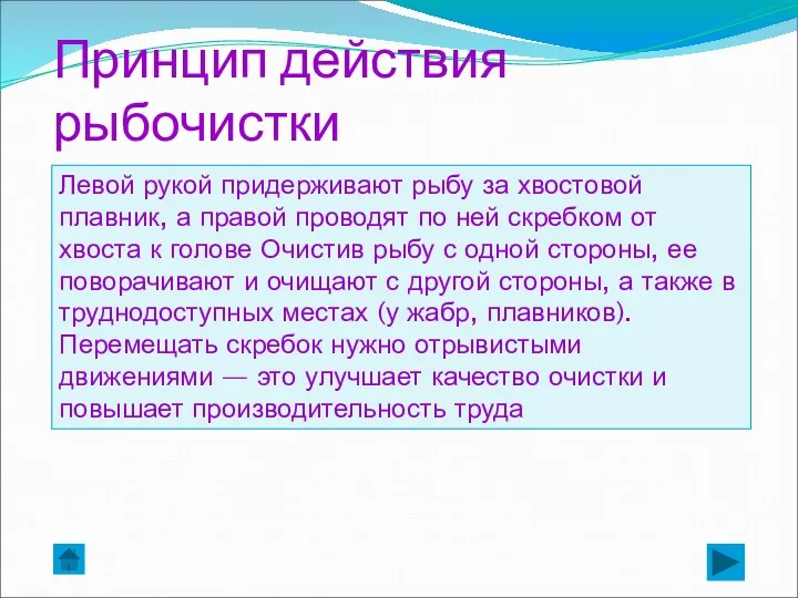 Левой рукой придерживают рыбу за хвостовой плавник, а правой проводят