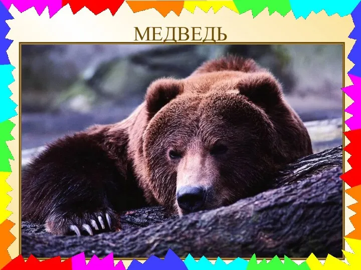 МЕДВЕДЬ