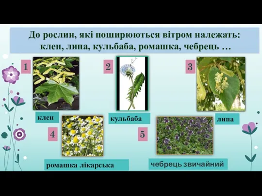 До рослин, які поширюються вітром належать: клен, липа, кульбаба, ромашка,