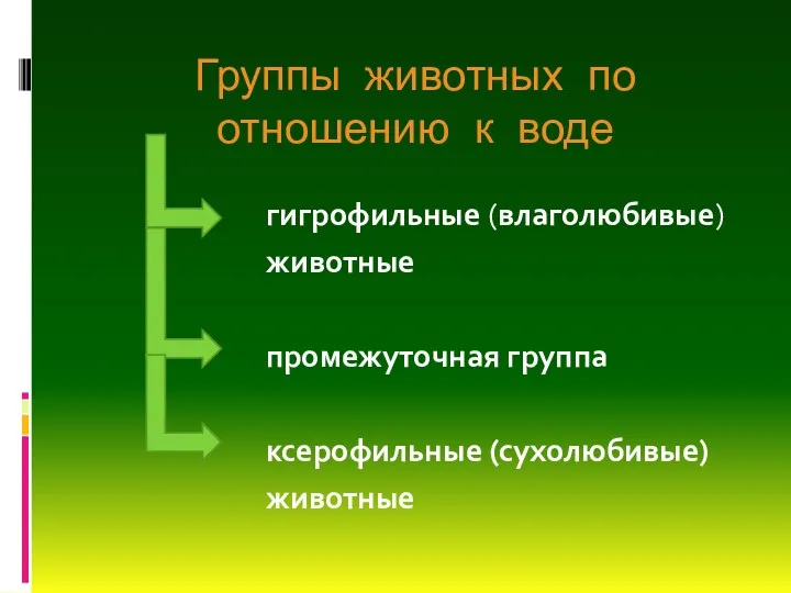 Группы животных по отношению к воде гигрофильные (влаголюбивые) животные промежуточная группа ксерофильные (сухолюбивые) животные