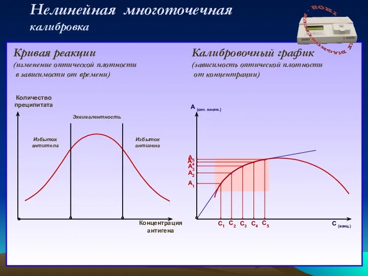 Нелинейная многоточечная калибровка С (конц.) А (опт. плотн.) С1 С2