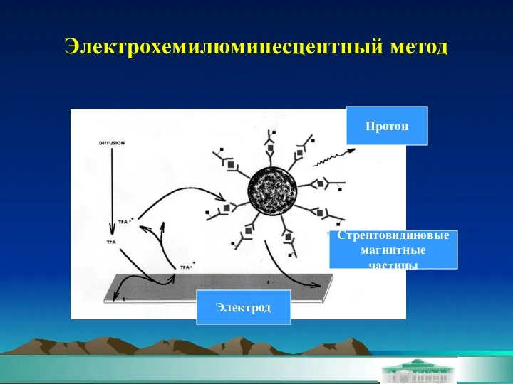 Электрохемилюминесцентный метод Стрептовидиновые магнитные частицы Электрод Протон