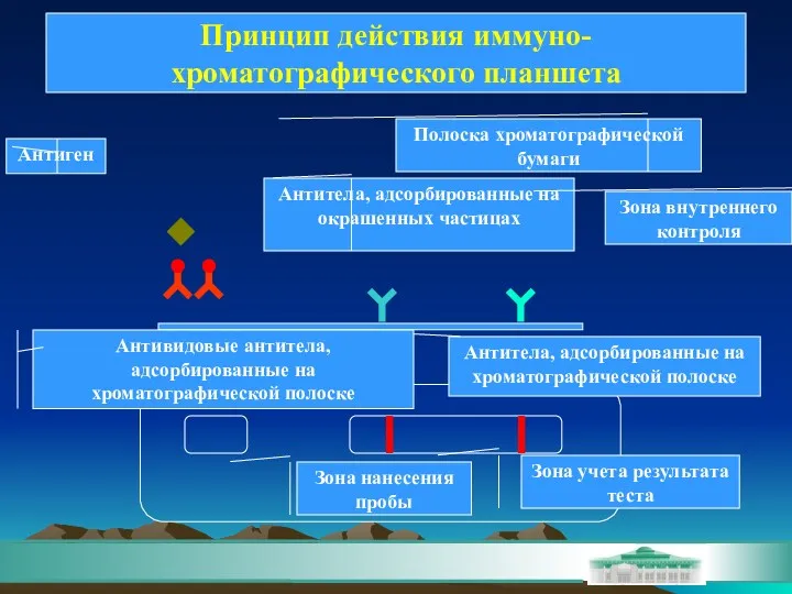 Антитела, адсорбированные на окрашенных частицах Антитела, адсорбированные на хроматографической полоске