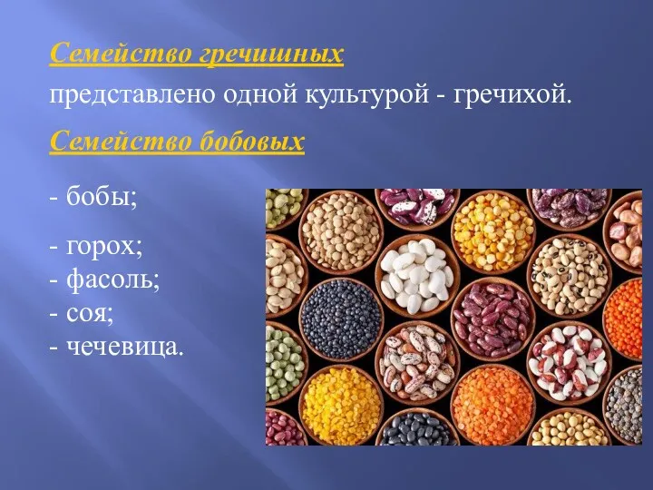 Семейство гречишных представлено одной культурой - гречихой. Семейство бобовых -