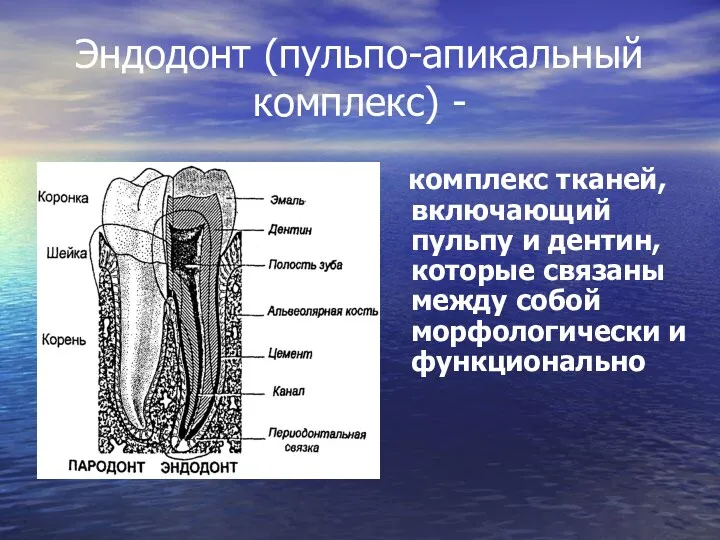 Эндодонт (пульпо-апикальный комплекс) - комплекс тканей, включающий пульпу и дентин, которые связаны между