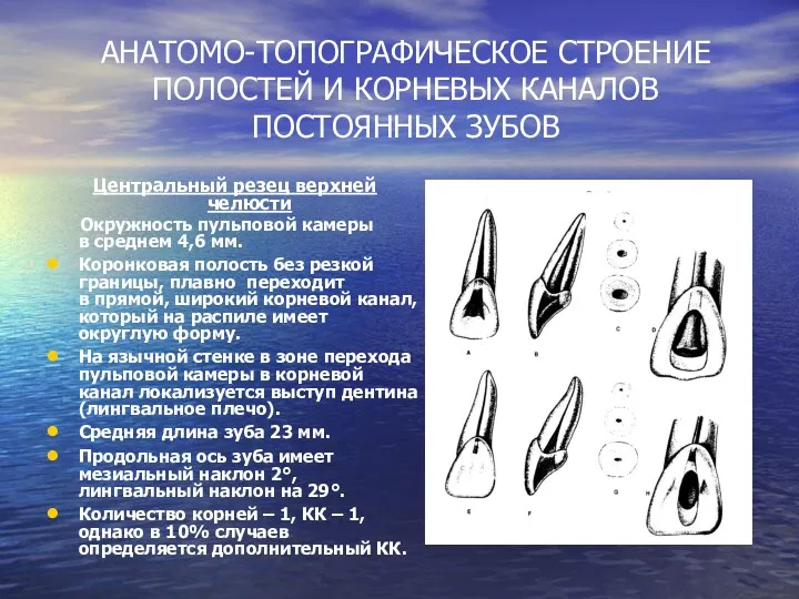 АНАТОМО-ТОПОГРАФИЧЕСКОЕ СТРОЕНИЕ ПОЛОСТЕЙ И КОРНЕВЫХ КАНАЛОВ ПОСТОЯННЫХ ЗУБОВ Центральный резец верхней челюсти Окружность