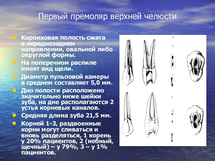 Первый премоляр верхней челюсти Коронковая полость сжата в переднезаднем направлении, овальной либо округлой