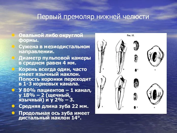 Первый премоляр нижней челюсти Овальной либо округлой формы. Сужена в мезиодистальном направлении. Диаметр