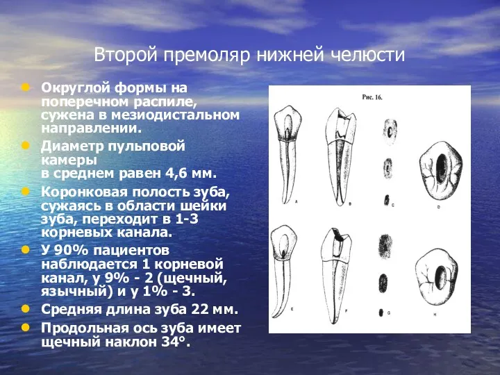 Второй премоляр нижней челюсти Округлой формы на поперечном распиле, сужена в мезиодистальном направлении.