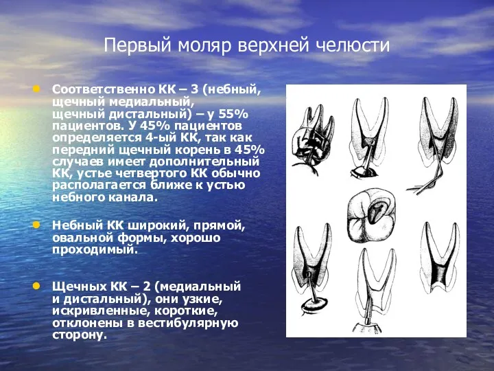 Первый моляр верхней челюсти Соответственно КК – 3 (небный, щечный медиальный, щечный дистальный)