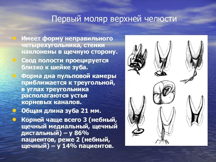 Первый моляр верхней челюсти Имеет форму неправильного четырехугольника, стенки наклонены в щечную сторону.